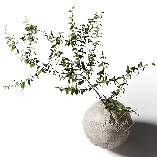 Leafy Branch in Round Clay Vase 3D model image 3