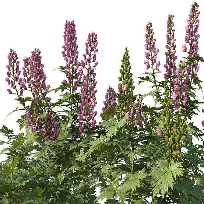 Aconitum Set 1 Variety Kit 3D model image 3