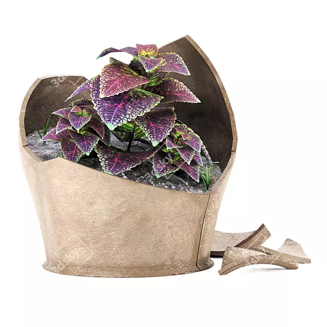 Coleus Plant in Damaged Vase 3D model image 2