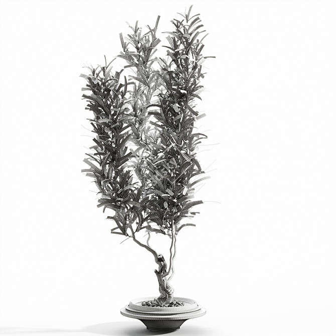 Elegant Branches in Clear Vases 3D model image 2