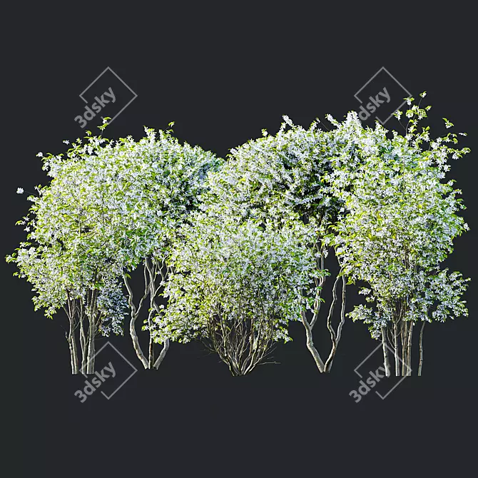 Amelanchier Lamarckii Bush 3D Models 3D model image 1