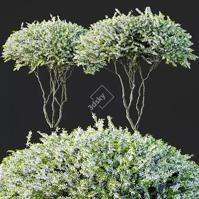 Amelanchier Lamarckii Bush 3D Models 3D model image 3