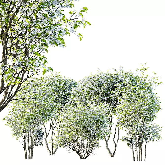 Amelanchier Lamarckii Bush 3D Models 3D model image 7