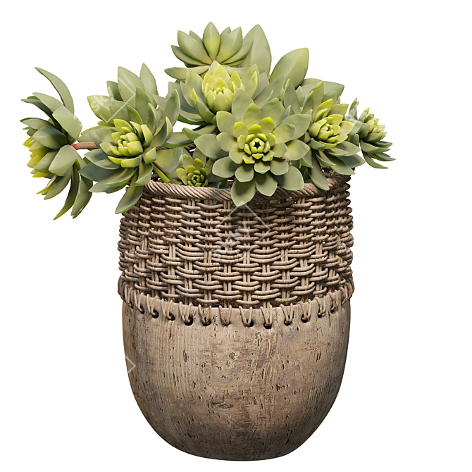 Dual Succulent Planter Scene Kit 3D model image 2