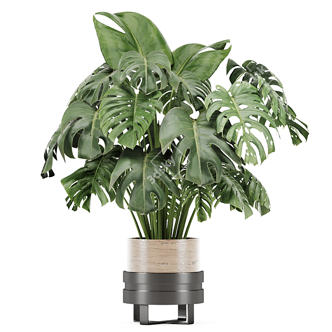 PBR Indoor Plant Set 02 3D model image 5