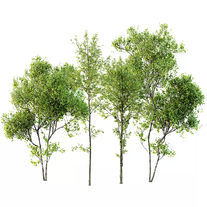 Mixed Tree 3D Models Pack 3D model image 1