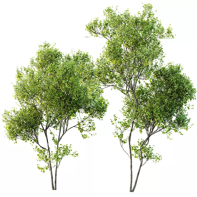 Mixed Tree 3D Models Pack 3D model image 4