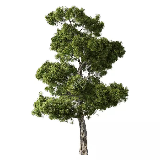 Forest Green Pine Tree No.104 3D model image 1