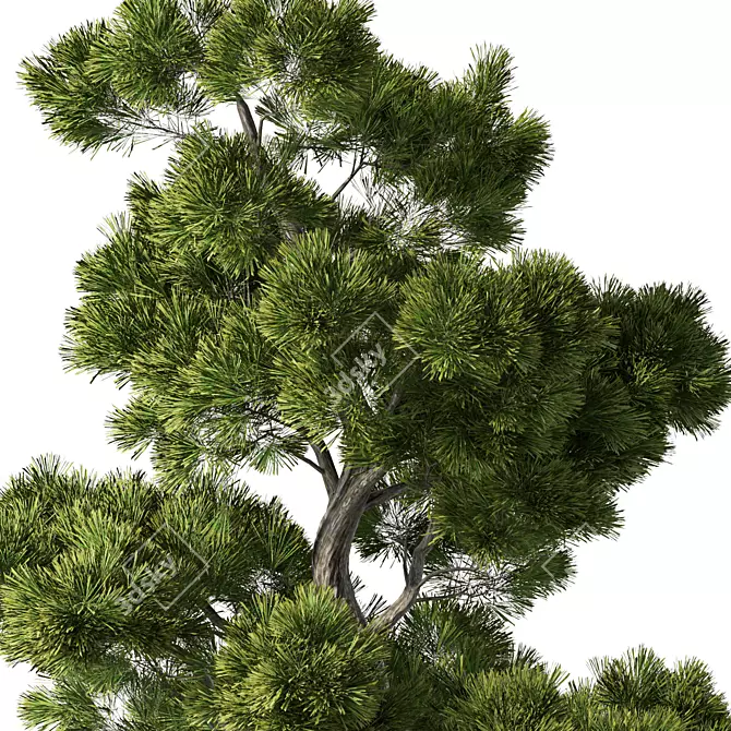 Forest Green Pine Tree No.104 3D model image 3