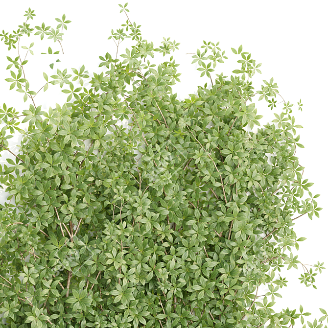 Dense Creeper PBR Plants Bundle 3D model image 5