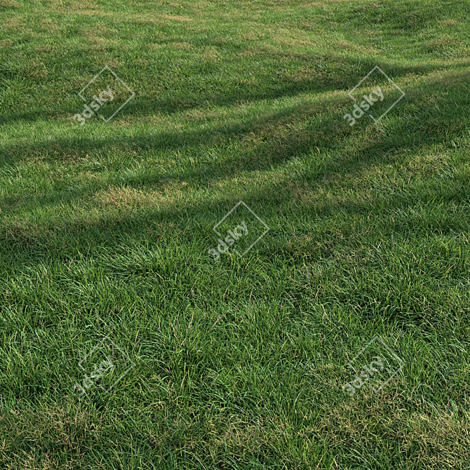 High-Quality Landscaping Tall Grass 3D model image 2