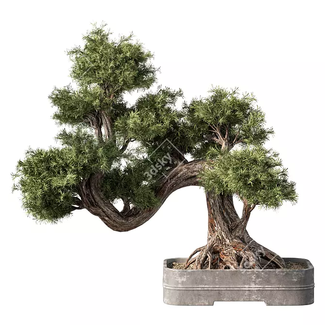 Zen Bonsai Tree Set 3D model image 1