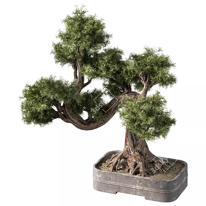 Zen Bonsai Tree Set 3D model image 2