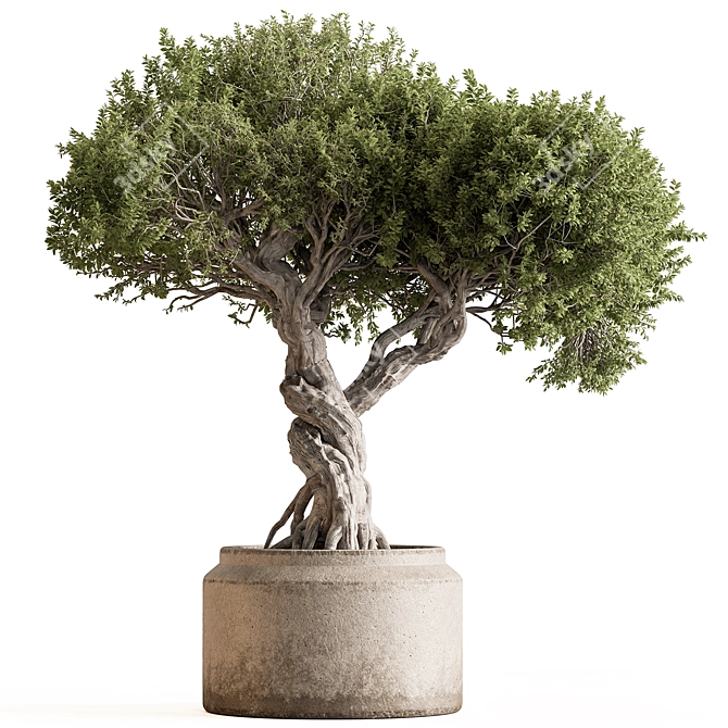 Bonsai Set - Indoor Plant 3D model image 1