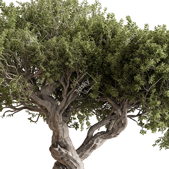 Bonsai Set - Indoor Plant 3D model image 2