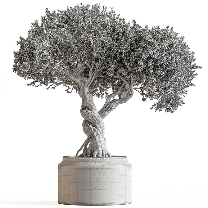 Bonsai Set - Indoor Plant 3D model image 4