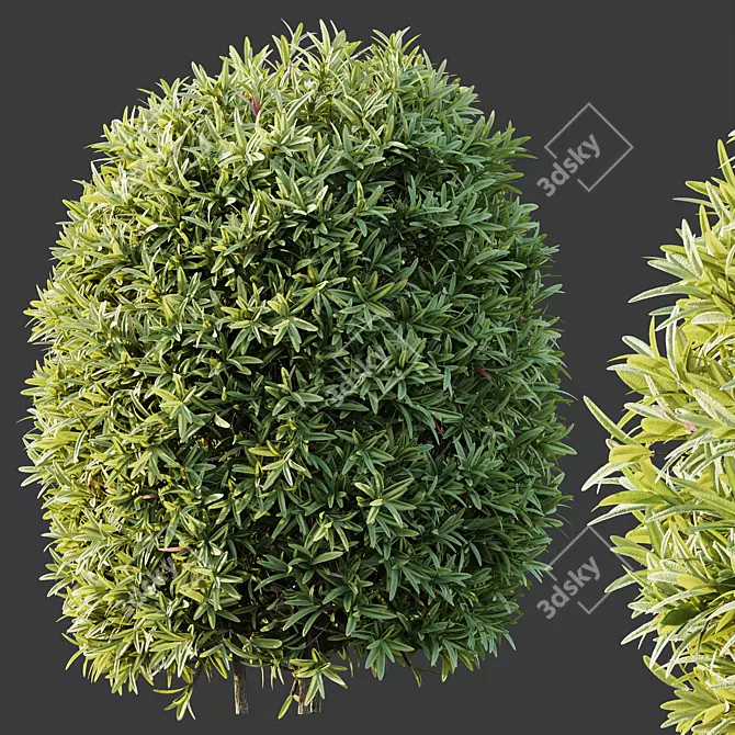 Exotic 3D Plant Models Collection 3D model image 5