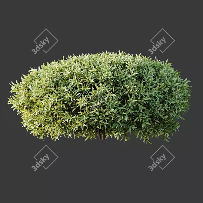 Exotic 3D Plant Models Collection 3D model image 6