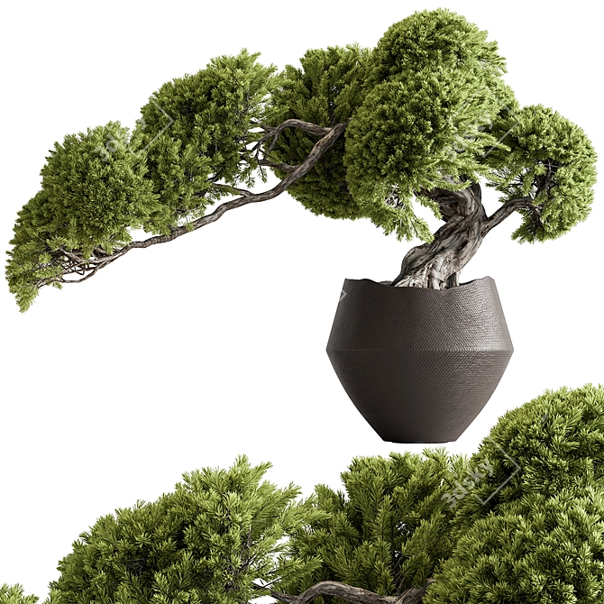 Zen Bonsai Tree in Pot 3D model image 1