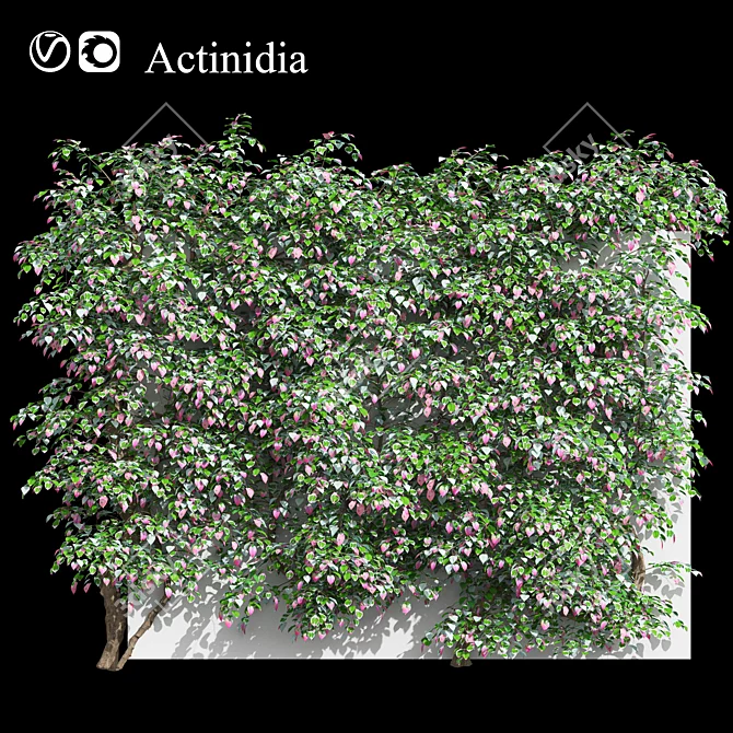 Actinidia Vine Plant Model - 3.4m 3D model image 2