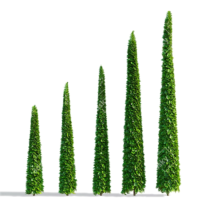 Trimmed Western Thuja Cones 3D model image 2