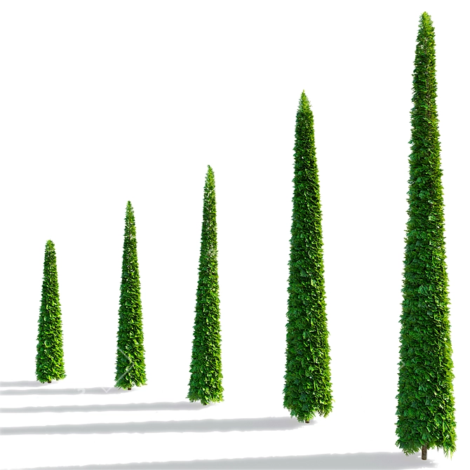 Trimmed Western Thuja Cones 3D model image 4