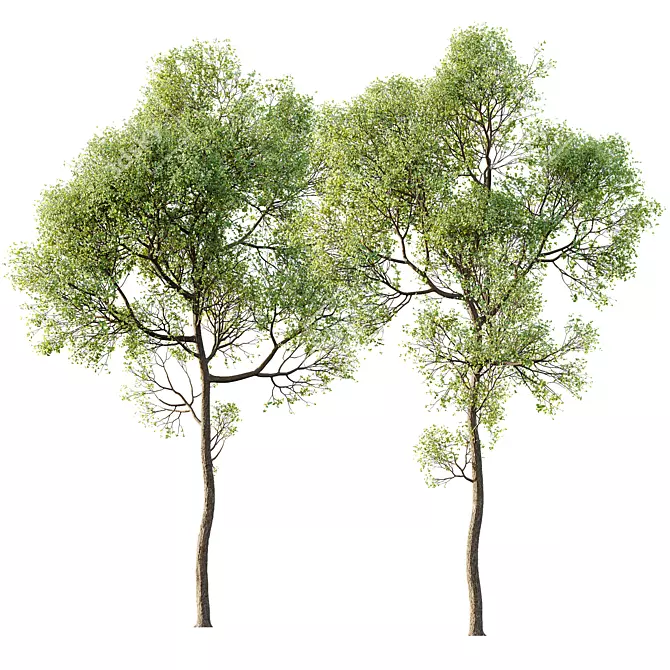 Spring Trees 3D Models Bundle 3D model image 1