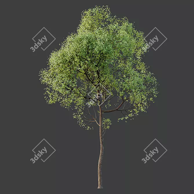 Spring Trees 3D Models Bundle 3D model image 2