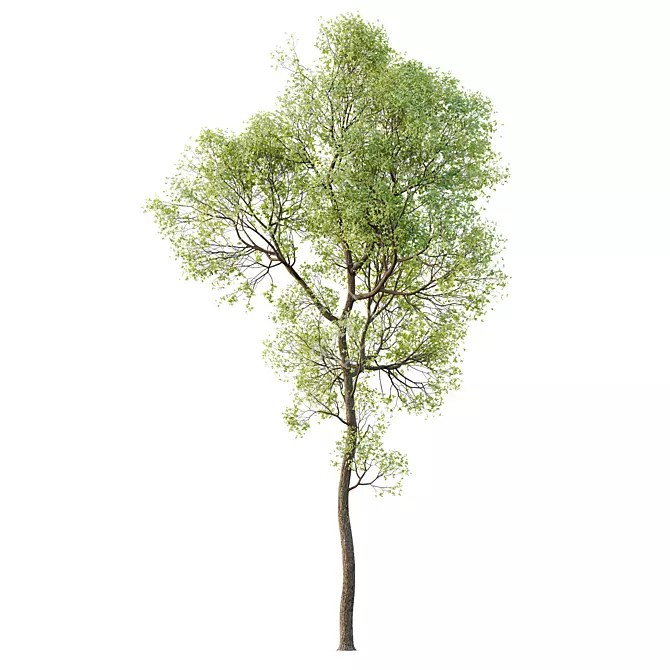 Spring Trees 3D Models Bundle 3D model image 3