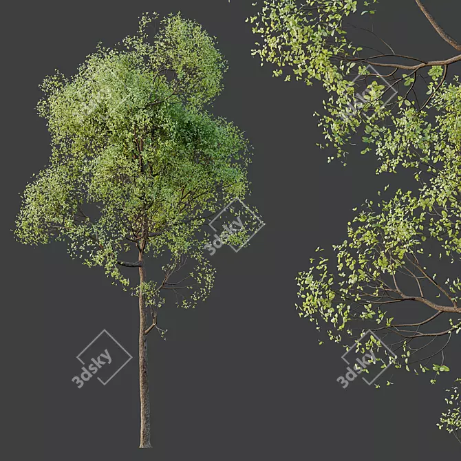 Spring Trees 3D Models Bundle 3D model image 4