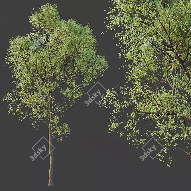 Spring Trees 3D Models Bundle 3D model image 5