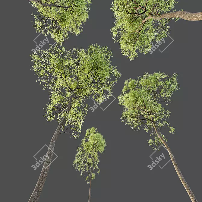 Spring Trees 3D Models Bundle 3D model image 6