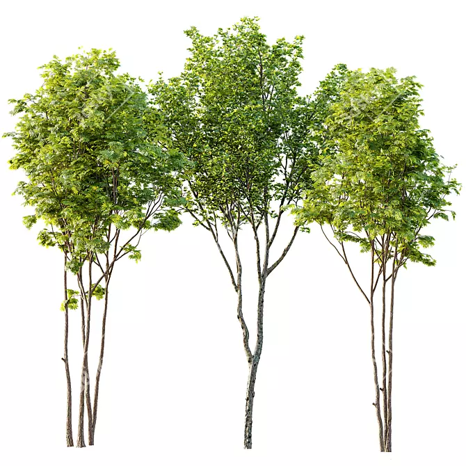  Spring Trees 3D Model Set 3D model image 1