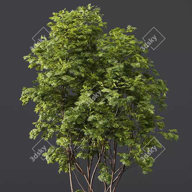  Spring Trees 3D Model Set 3D model image 2