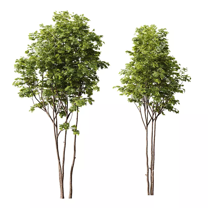  Spring Trees 3D Model Set 3D model image 4