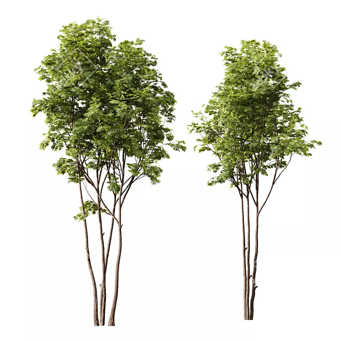  Spring Trees 3D Model Set 3D model image 6