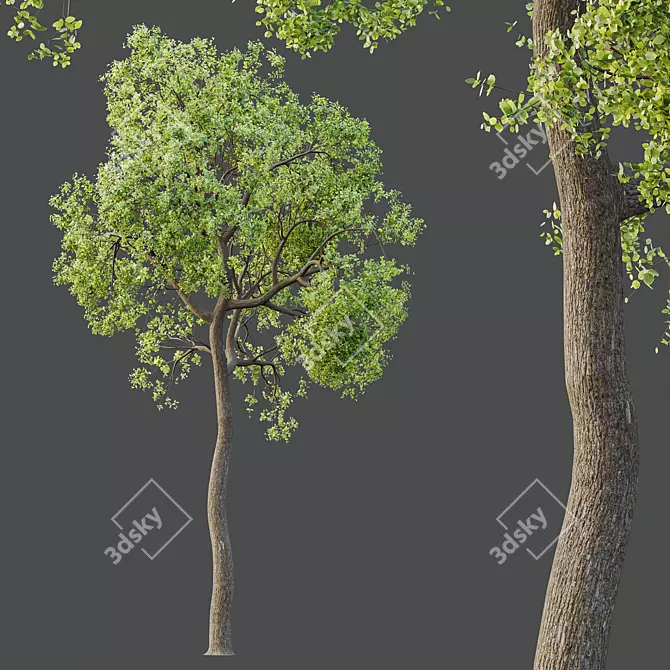 Sal Tree Model HQ 3D 3D model image 2