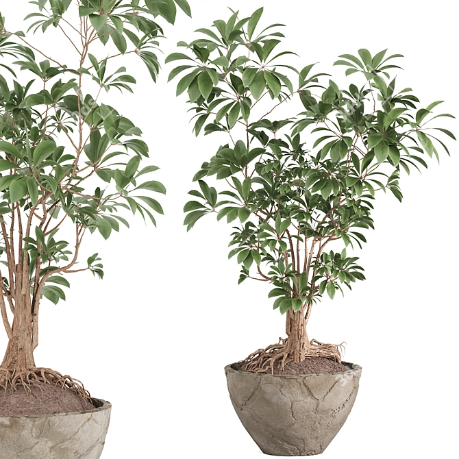 Schefflera Arboricola Indoor Plant Vase 3D model image 1