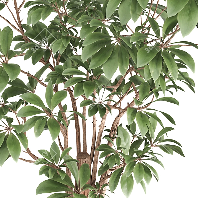 Schefflera Arboricola Indoor Plant Vase 3D model image 3