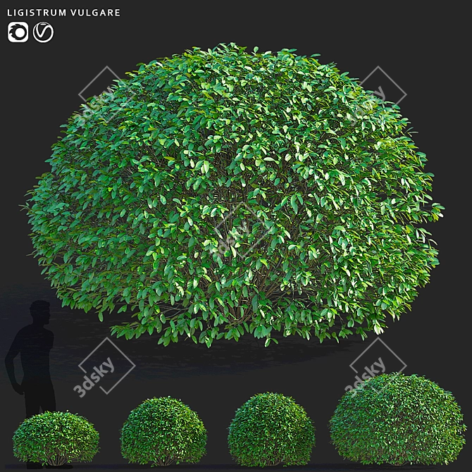 Ligustrum vulgare Ball Collection 3D model image 1