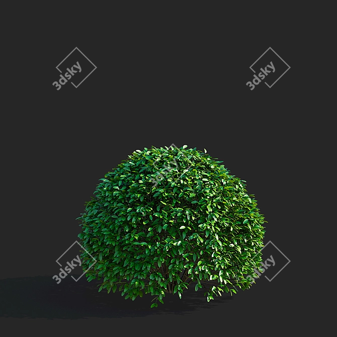 Ligustrum vulgare Ball Collection 3D model image 2