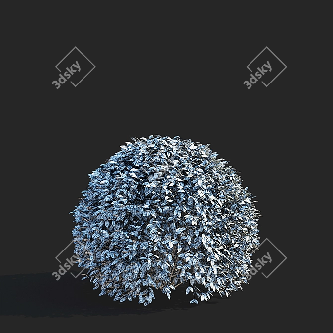 Ligustrum vulgare Ball Collection 3D model image 3