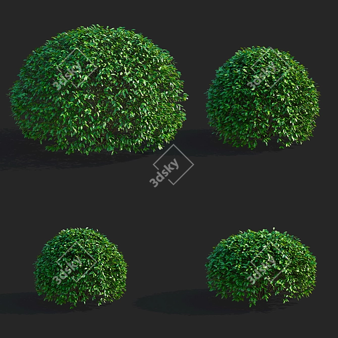 Ligustrum vulgare Ball Collection 3D model image 5