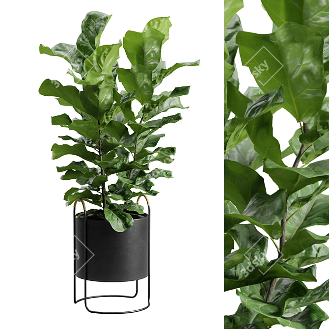 Ficus Lyrata: Dark Planter Décor 3D model image 1