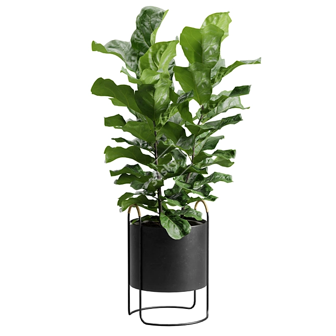 Ficus Lyrata: Dark Planter Décor 3D model image 2