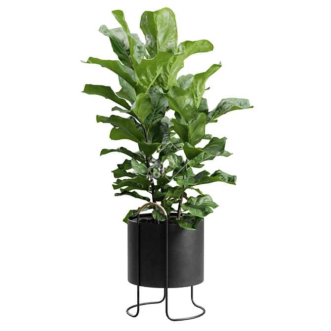 Ficus Lyrata: Dark Planter Décor 3D model image 6