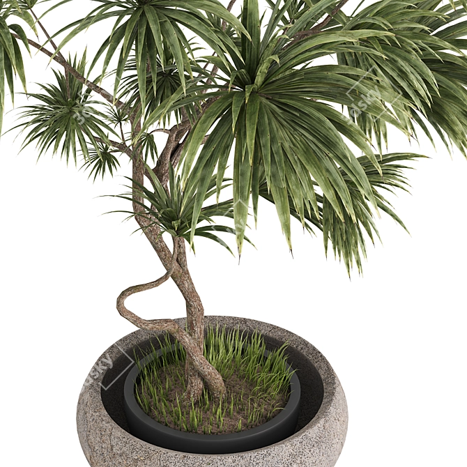 Realistic Dracaena & Schefflera Plants 3D model image 3