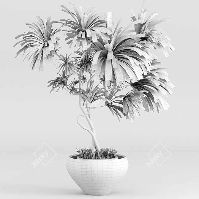 Realistic Dracaena & Schefflera Plants 3D model image 5