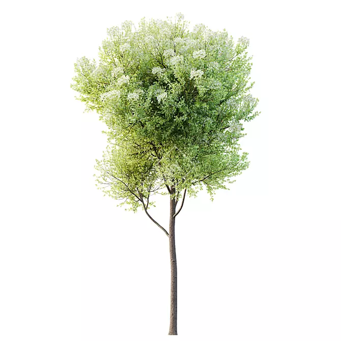 Teak Tectona Grandis HQ Tree 3D model image 1