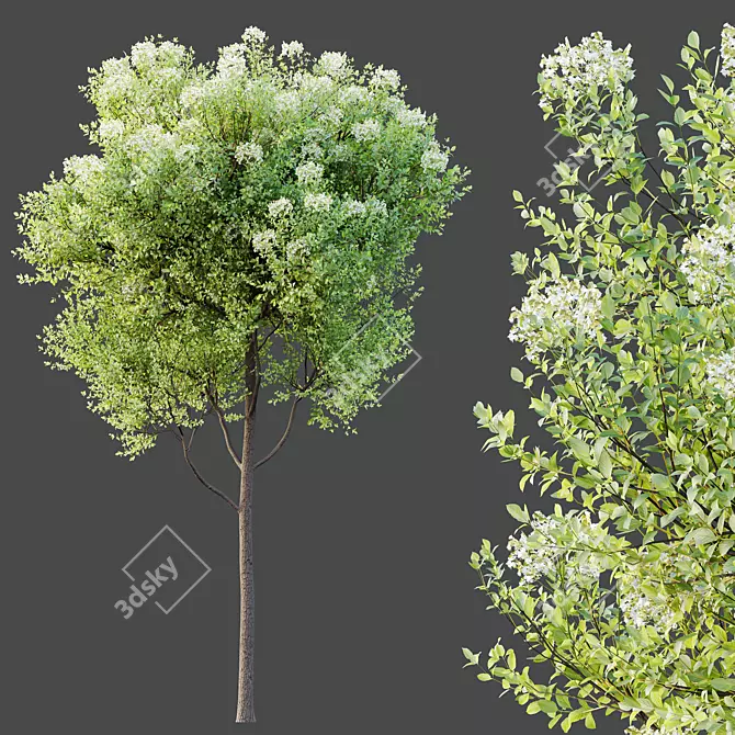 Teak Tectona Grandis HQ Tree 3D model image 2